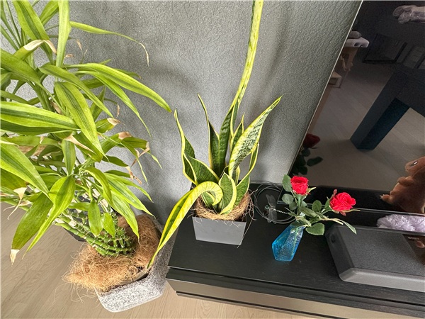iPhone 14 Pro　レビュー　植物ズーム画像0.5倍
