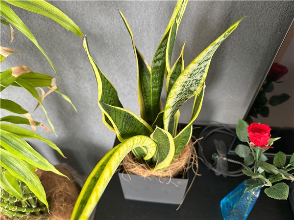 iPhone 14 Pro　レビュー　植物ズーム画像1倍